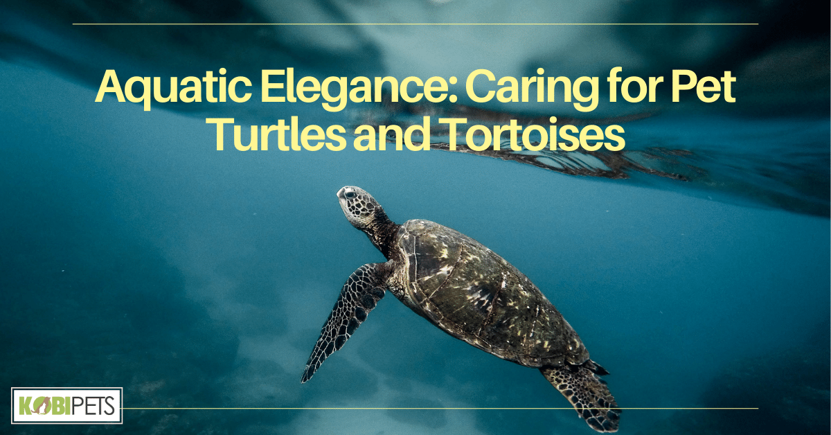 Aquatic Elegance: Caring for Pet Turtles and Tortoises