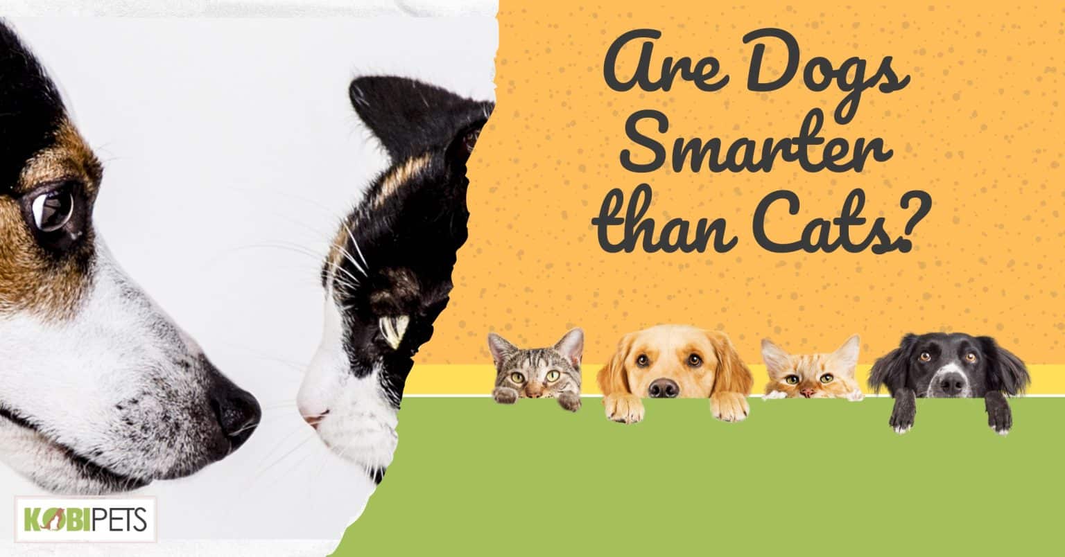 Are Dogs Smarter than Cats?