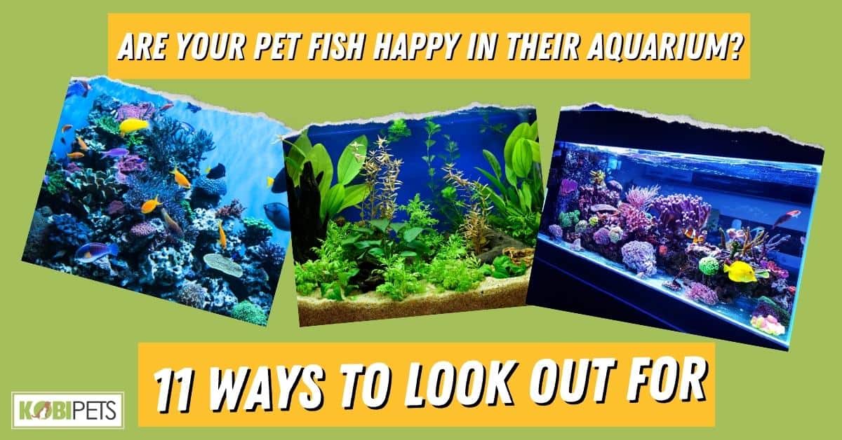 Are Your Pet Fish Happy in Their Aquarium? 11 Ways To Look Out For