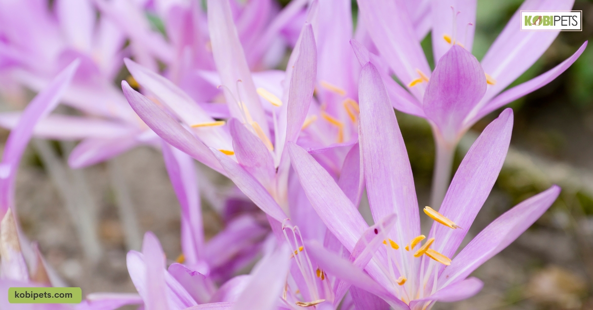 13 Most Common Poisonous Plants for Cats