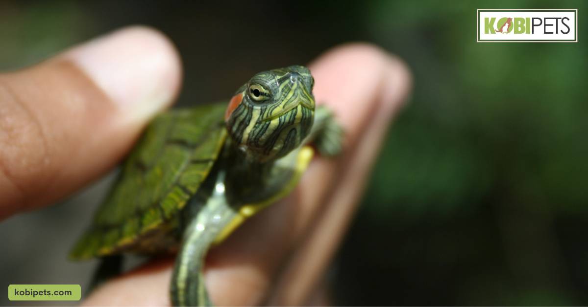 Baby Red-Eared Feeding Schedule