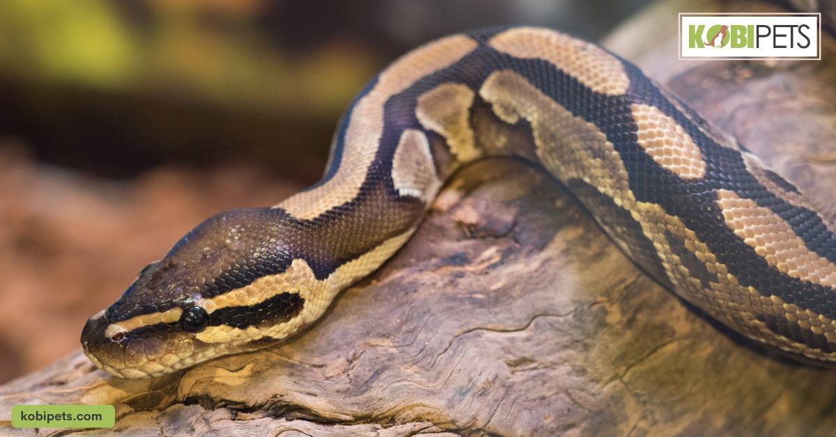Ball Python (Python Regius)