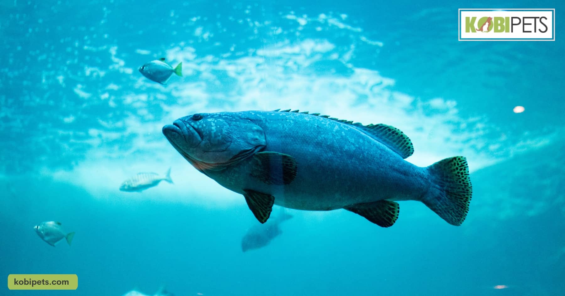 Barbel