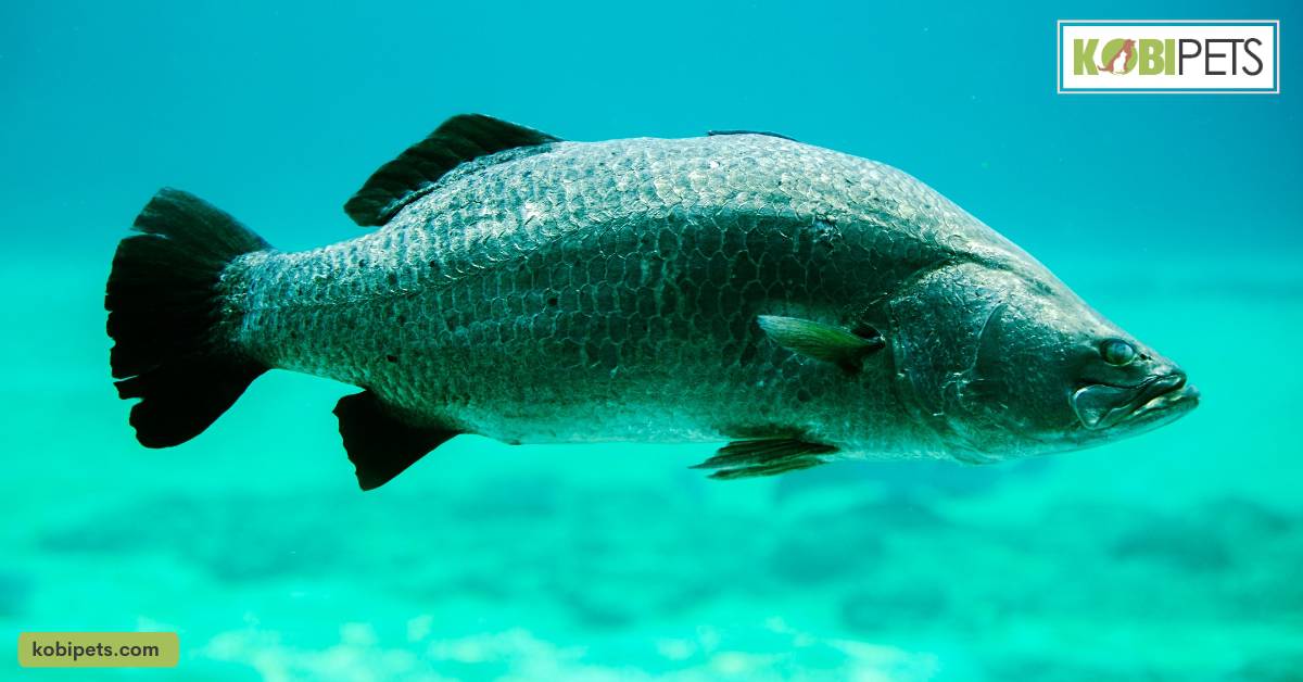 Barramundi