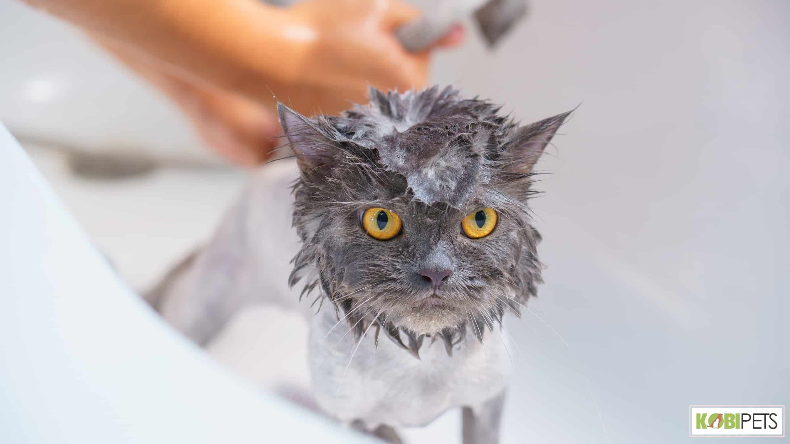 Bathing Your Cat