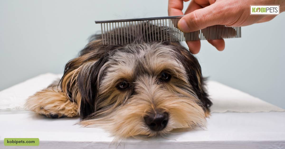 Be gentle and patient with your pet