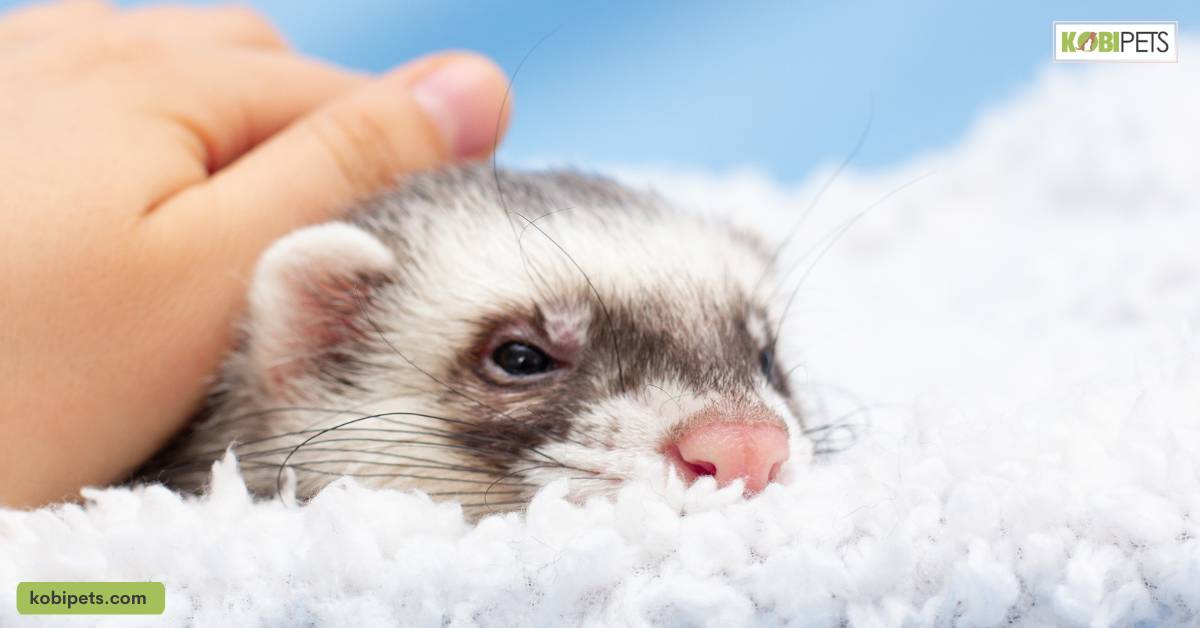 Bedding and litter options