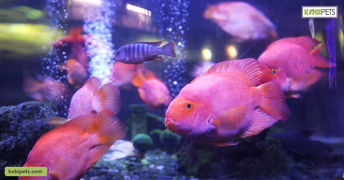 Behavior and Temperament of Blood Parrot Cichlid Fish