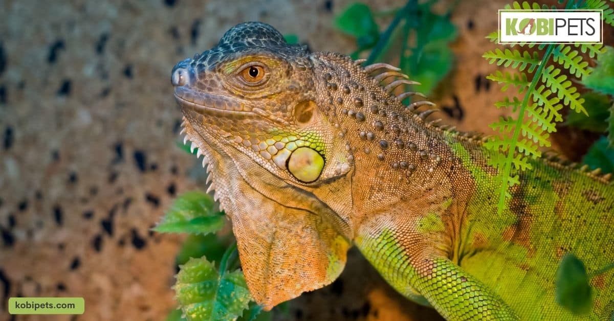 Benefits of Keeping Wild Animals as Pets