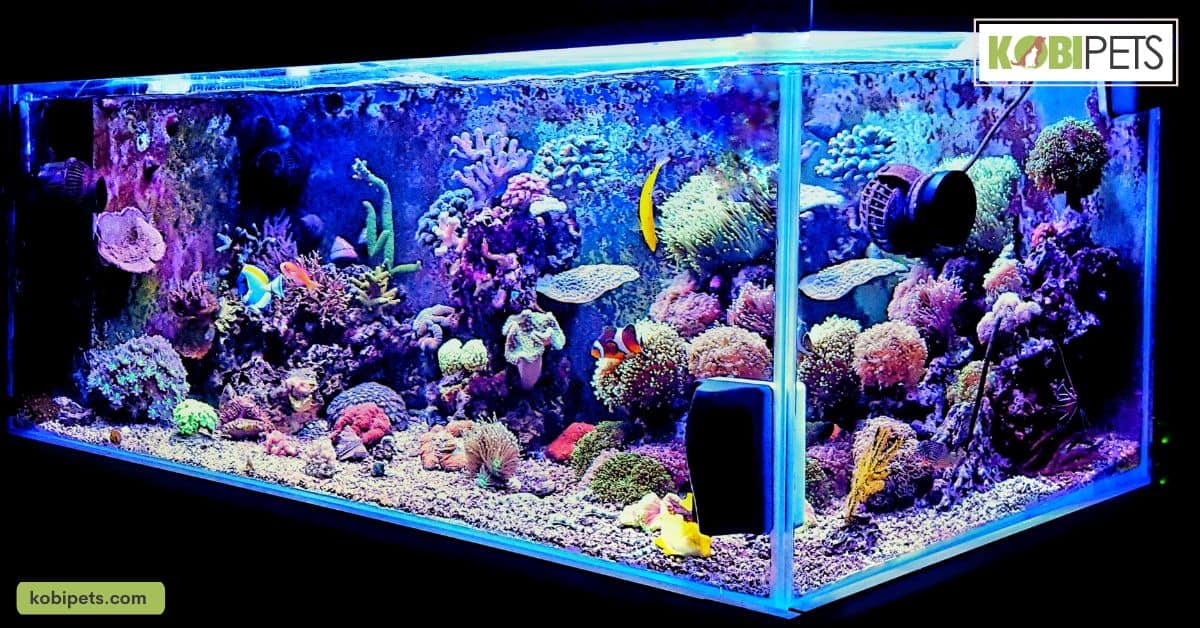 Benefits of Owning a Saltwater Aquarium