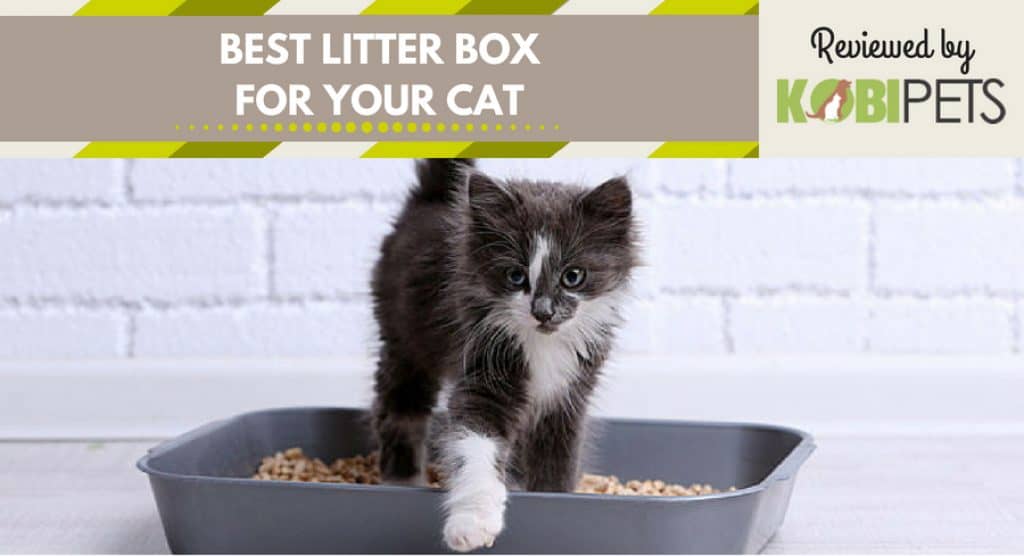 Best Litter Box for Your Cat – Top 5 Products on the Market