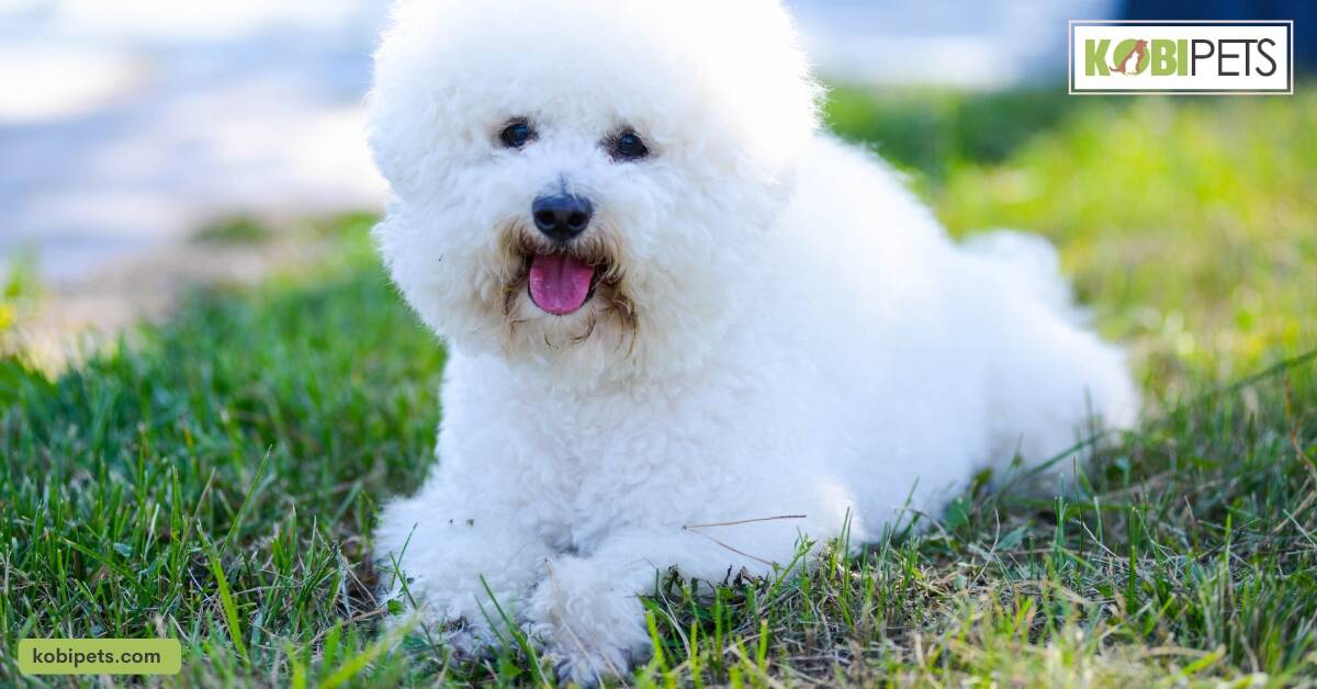 Bichon Frise