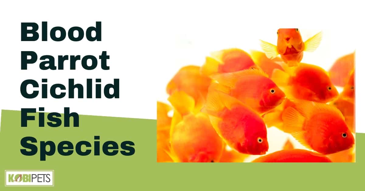 Blood Parrot Cichlid Fish Species