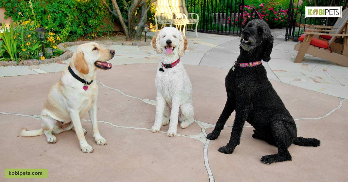 How Do Dogs Communicate With Each Other? 8 Things All You Need To Know