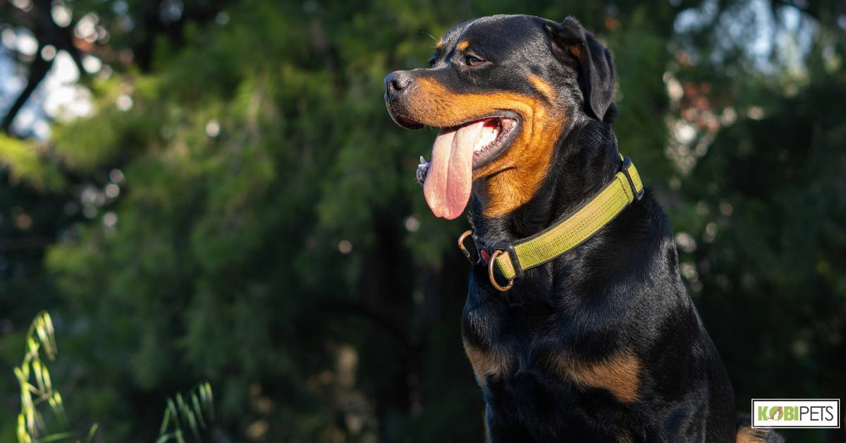 Breakaway collar