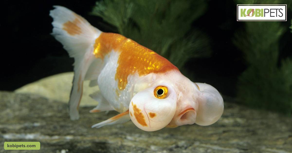 Breeding and Reproduction