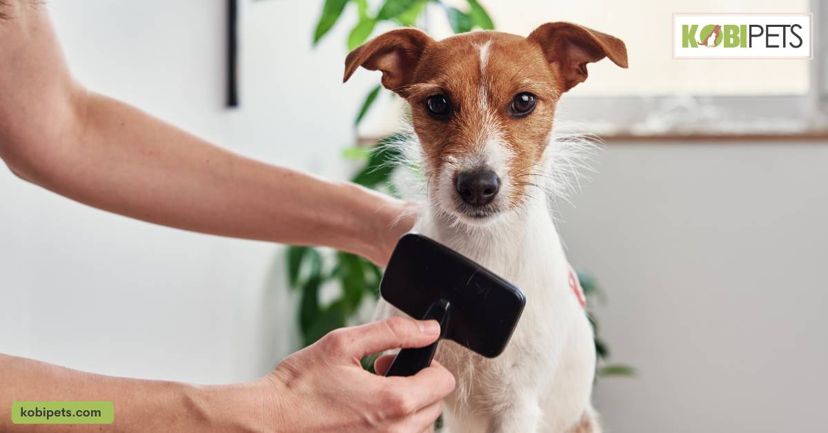 Brush your pet regularly to minimize shedding.