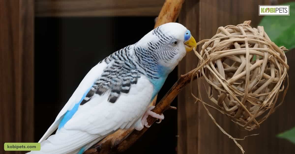 Budgerigar (Budgie or Parakeet)
