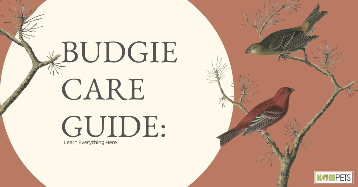 Budgie Care Guide: Learn Everything Here