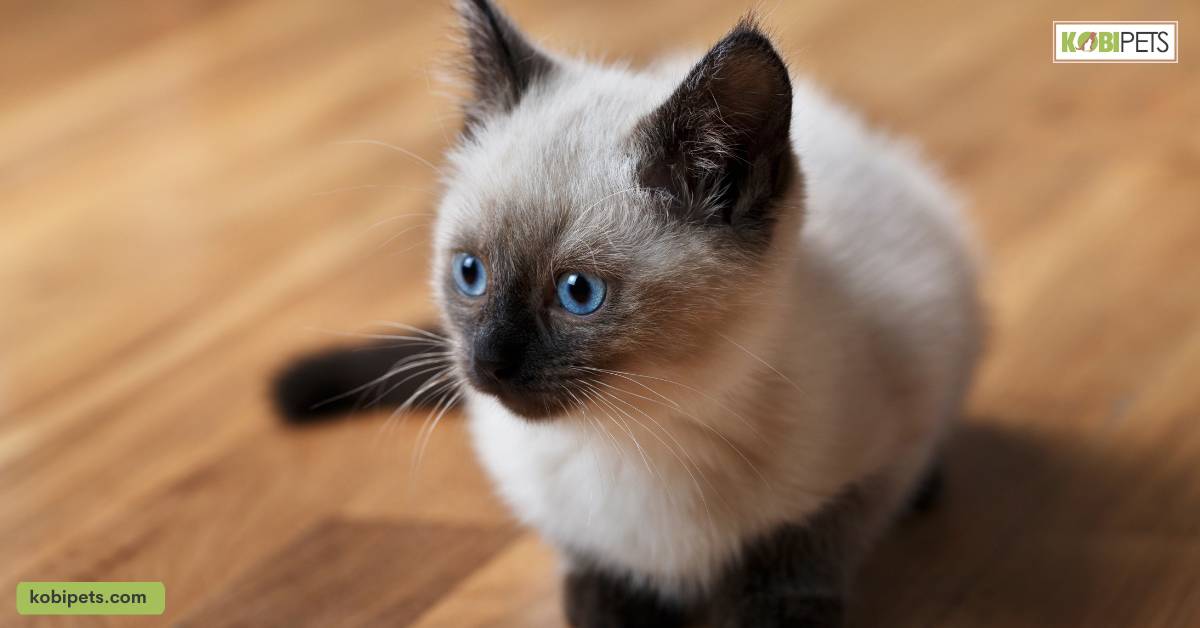 Burmese Cats