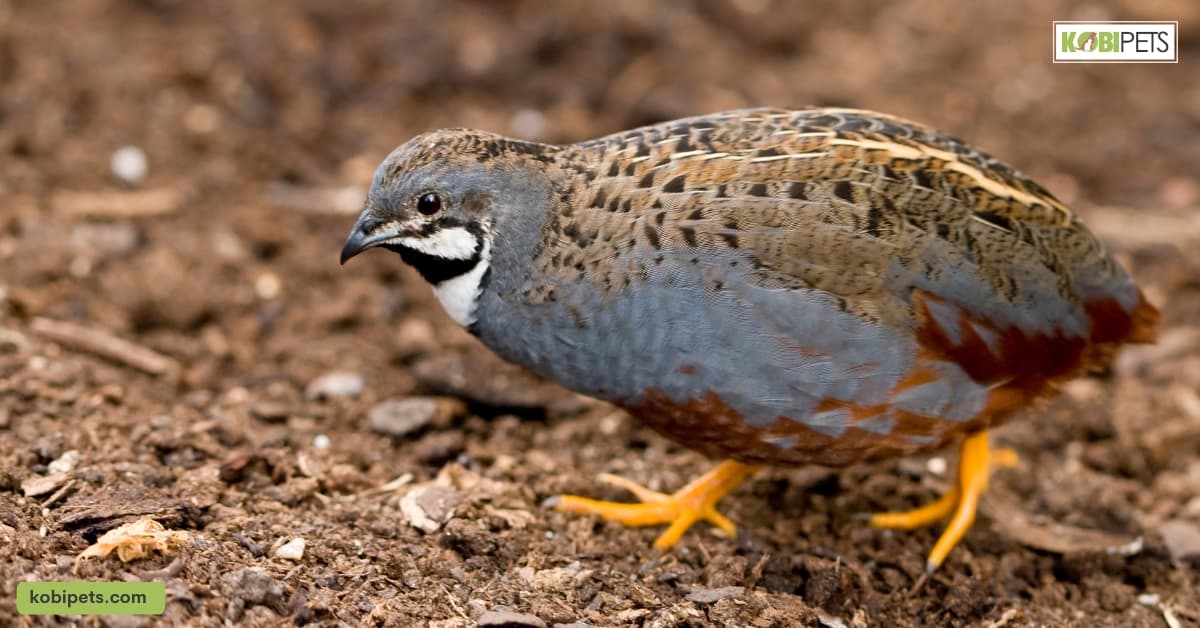 Top 11 Quiet Pet Bird Species