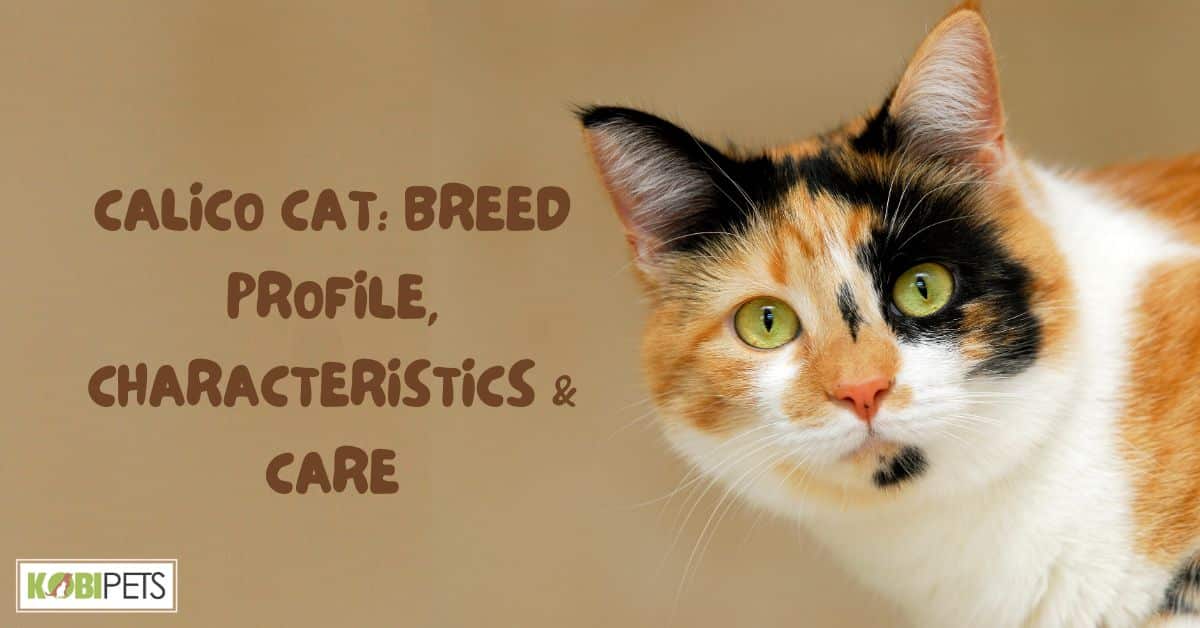 Calico Cat: Breed Profile, Characteristics & Care
