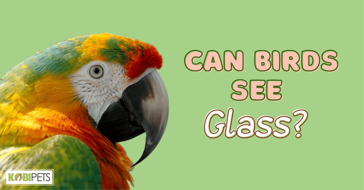 Can Birds See Glass?