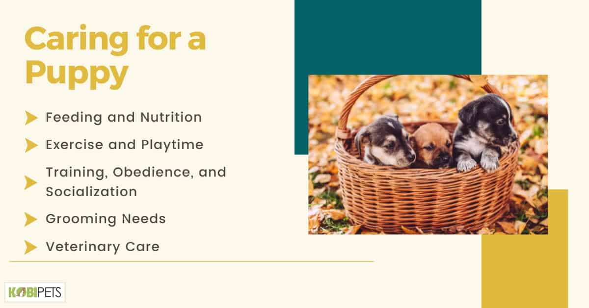 Caring for a Puppy