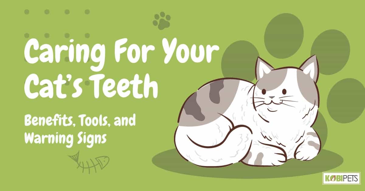 Caring For Your Cat’s Teeth: Benefits, Tools, and Warning Signs
