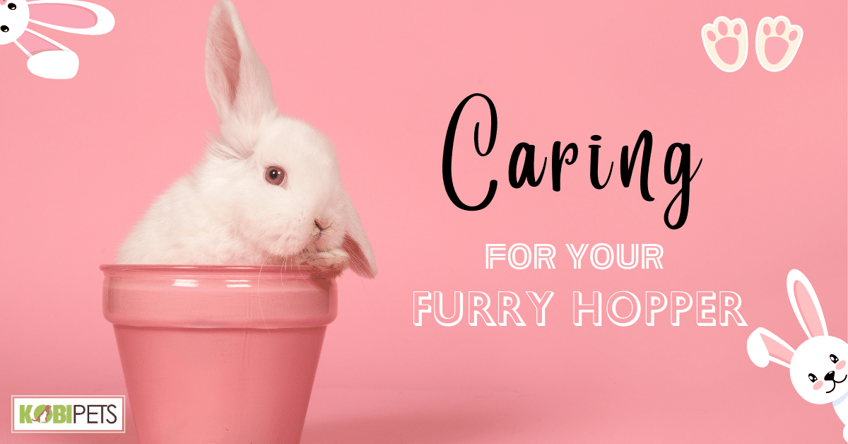 Caring for Your Furry Hopper