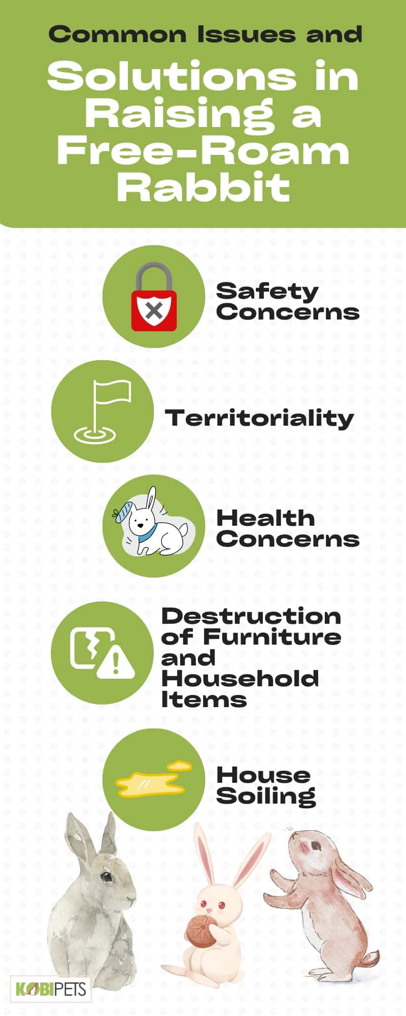 Common Issues and Solutions in Raising a Free-Roam Rabbit