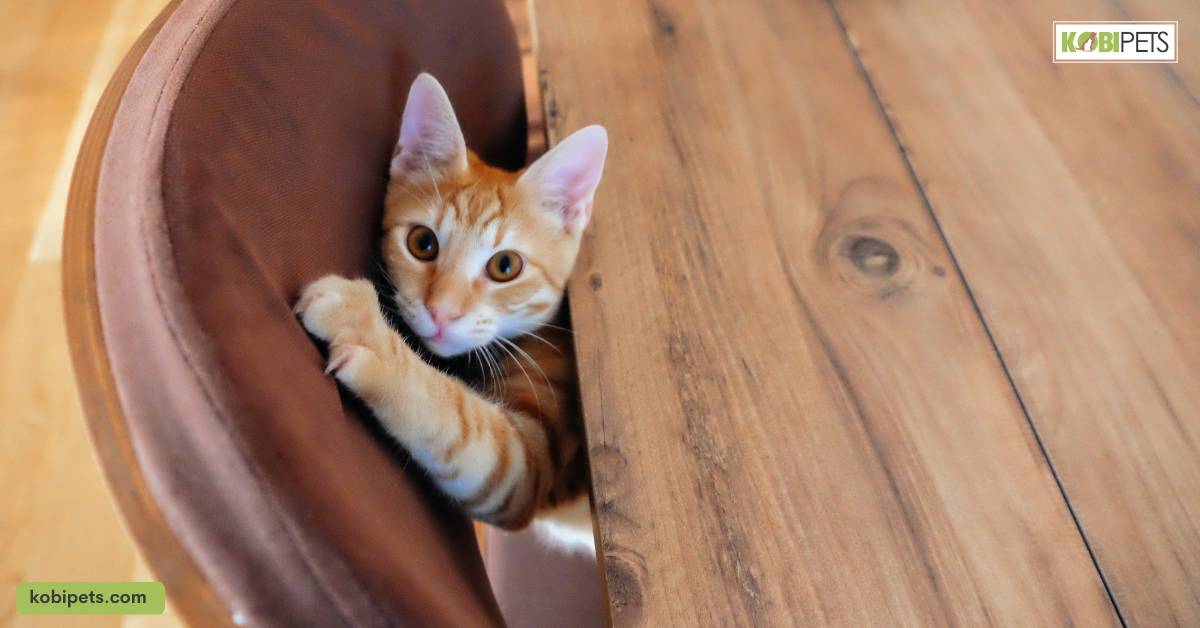 Cat Furniture
