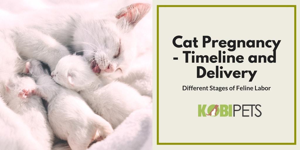Stages of Cat Pregnancy – Feline Labor and Birth