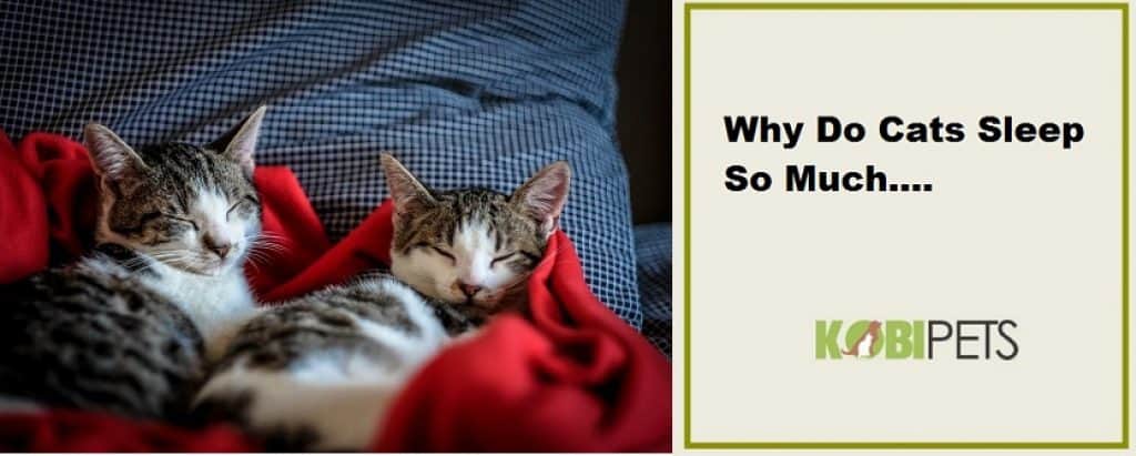 Why Do Cats Sleep So Much