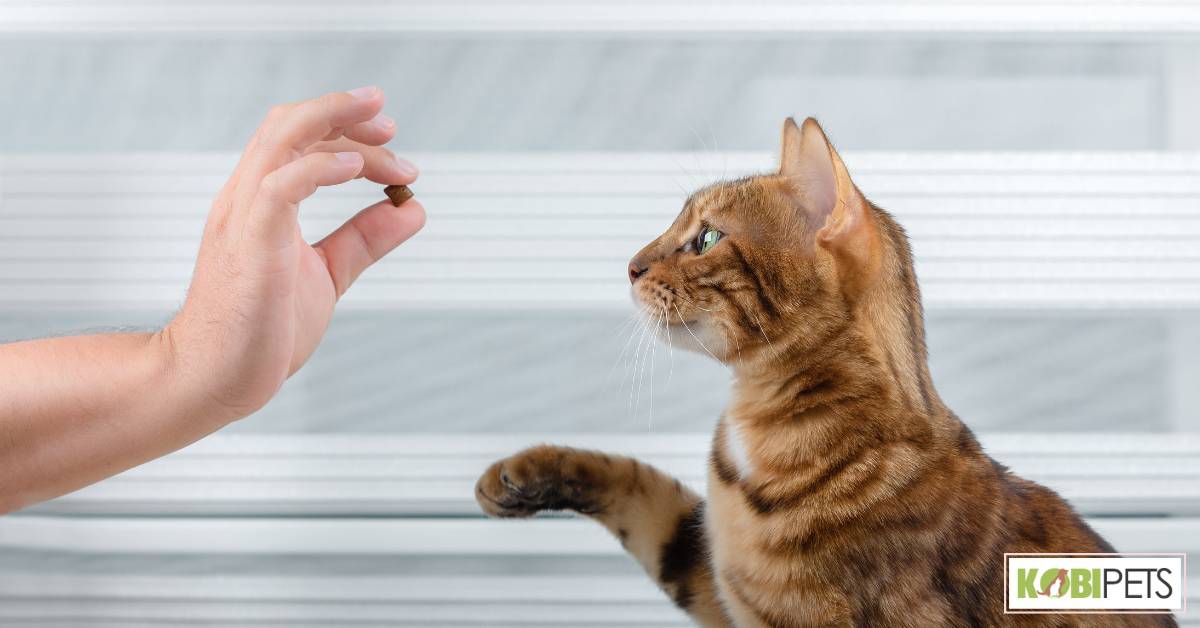 Cat Training