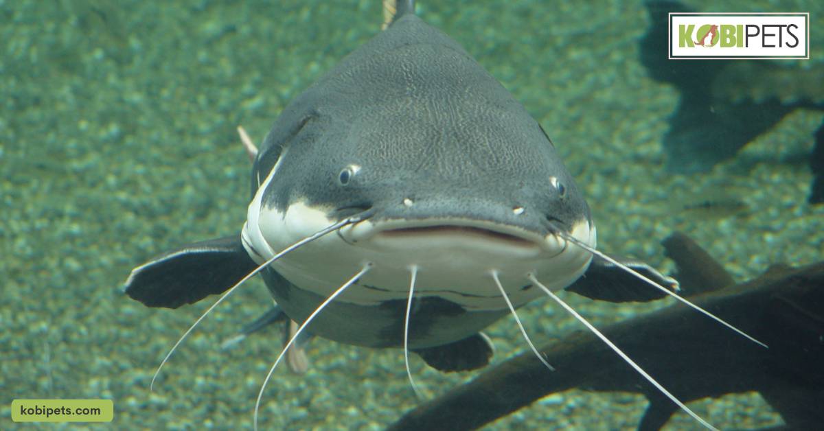 Catfish