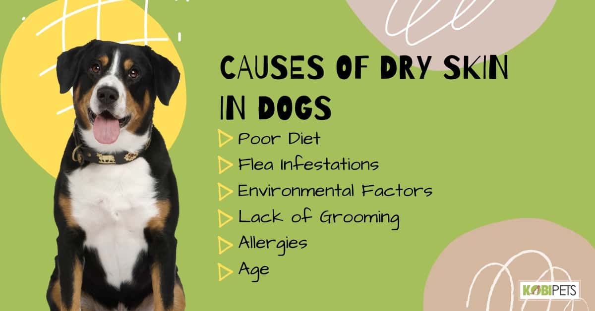 Causes of Dry Skin in Dogs