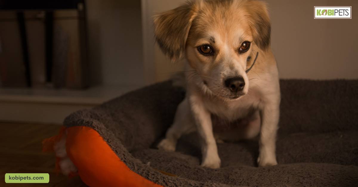 Causes of Fear-Related Anxiety in Dogs