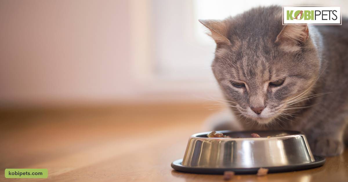 Causes of Kidney Disease in Cats