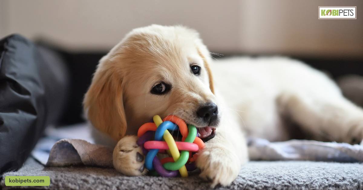 Chew Toys