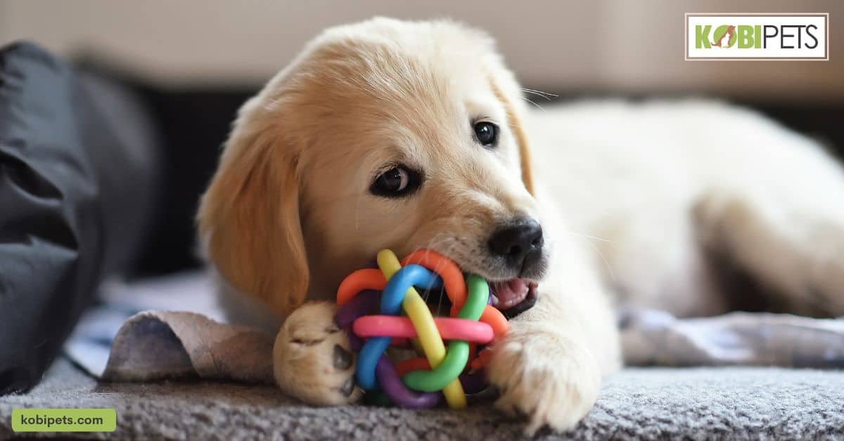 Chewing Toys