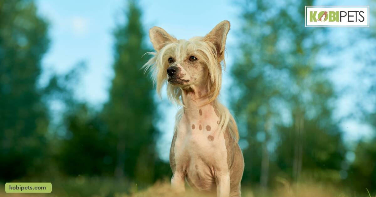Chinese Crested