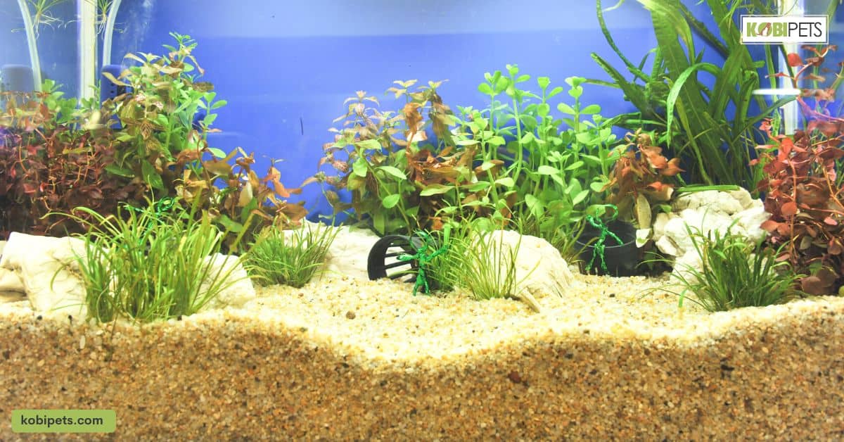 10 Types of Aquarium Substrates and Their Purpose