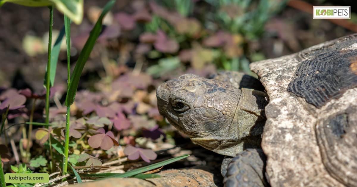 A Guide to Caring for Greek Tortoises