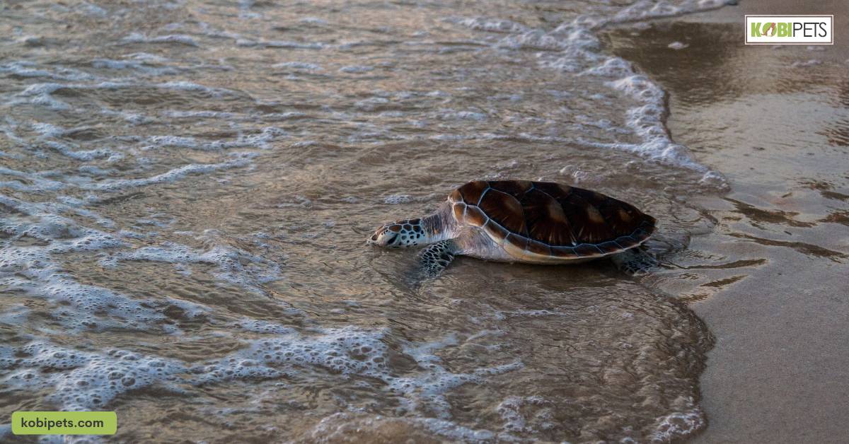 Choosing the Right Species of Aquatic Turtle