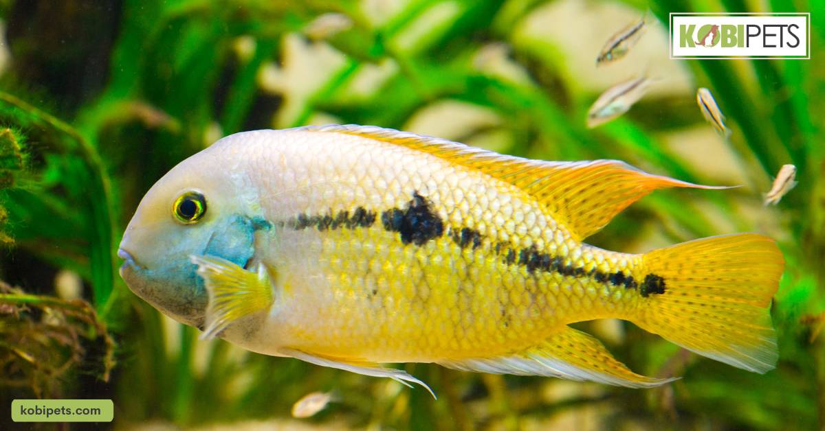 Cichlids