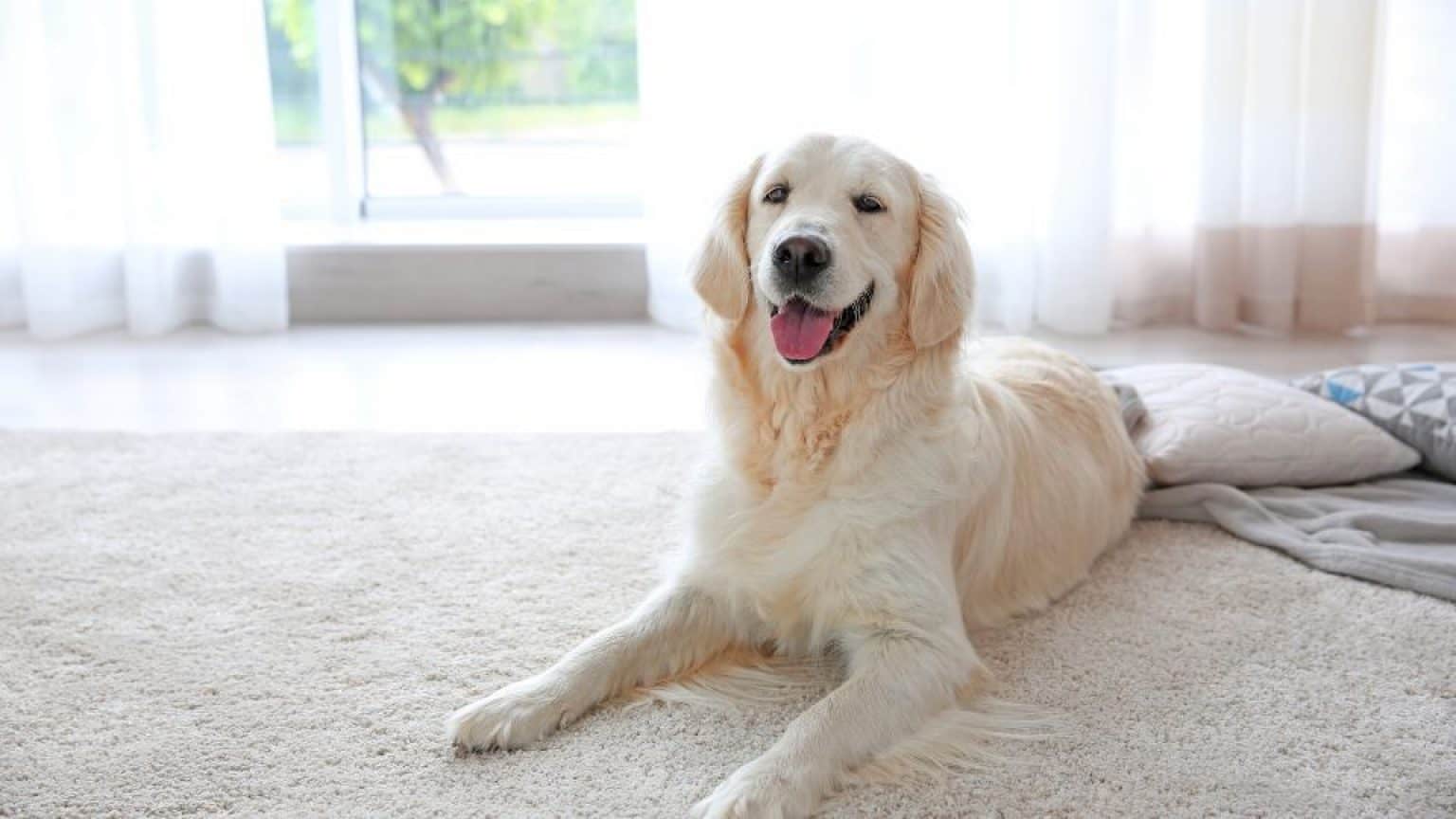 How To Clean a Carpet From Dog Hair