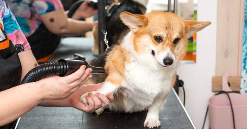 clean a carpet from dog hair
