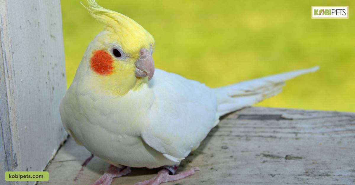 Cockatiel