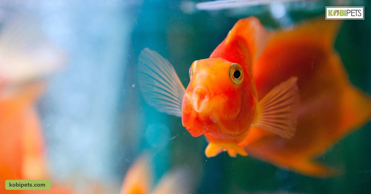 Common Health Issues of Blood Parrot Cichlid Fish